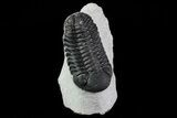 Bargain, Morocops Trilobite - Bumpy Shell #79846-1